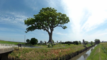 nagonoookusu_p13