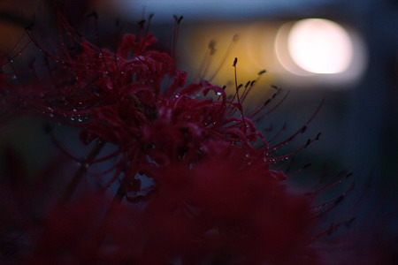 nex511092902