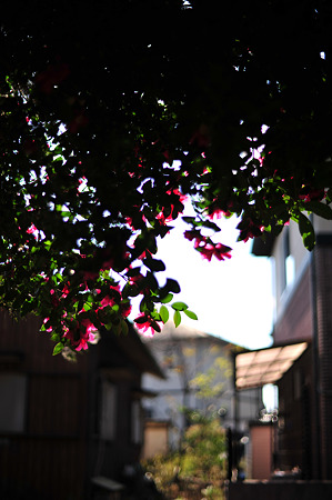 DSC_1030m
