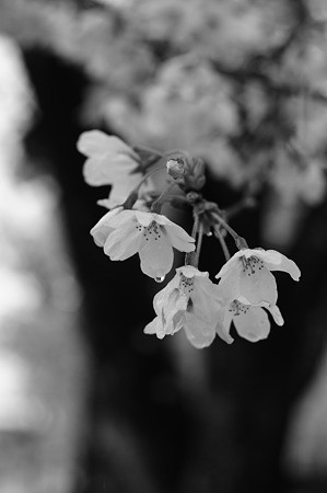 DSC06085
