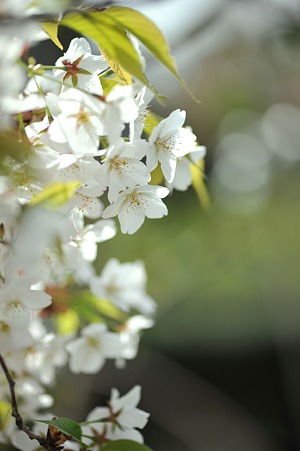 DSC_3699m