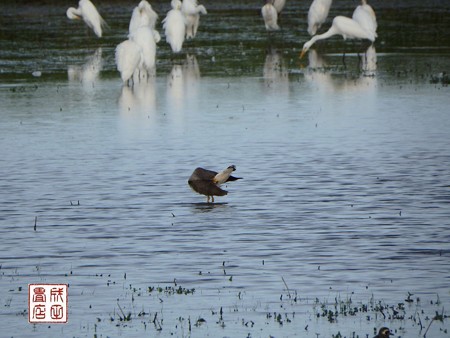 休耕田の鳥13