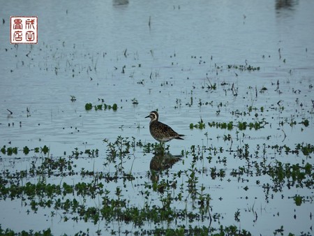 休耕田の鳥17