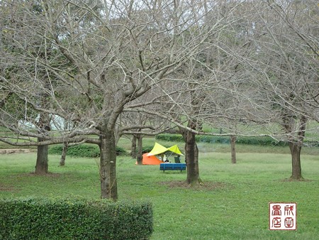 桜の下にテントが