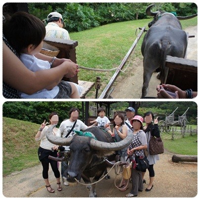 20120604 水牛