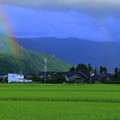 水田と虹