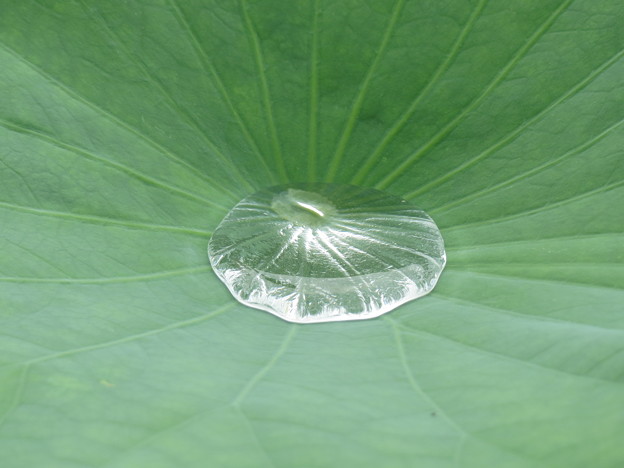 Photos: 氷のよう