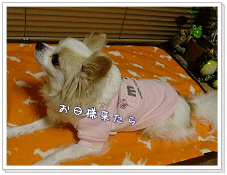 ひなたぼっこもここで