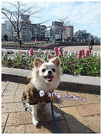 春が来た♪