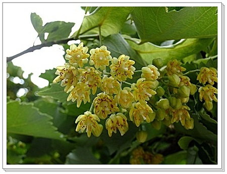 菩提樹