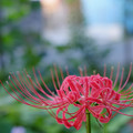 Photos: 曼珠沙華-1172