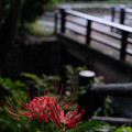 Photos: 曼珠沙華-1187