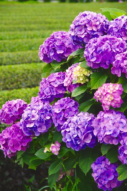 綺麗な茶畑と紫陽花 開成町あじさいの里6月21日 写真共有サイト フォト蔵