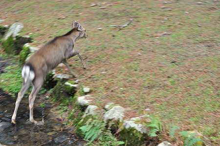 奈良公園2011秋-05