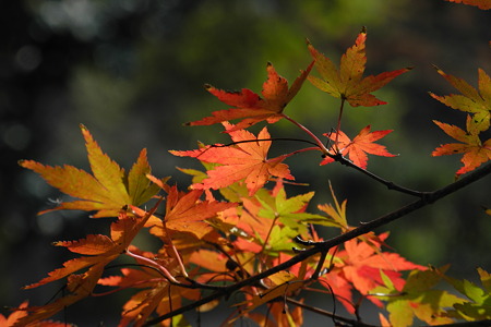 竜田川公園の紅葉-6