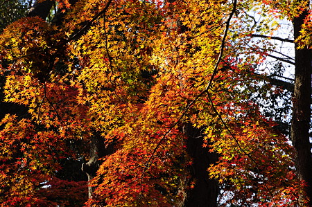 下鴨神社の紅葉(D90)-2