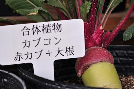 奈良県フラワーセンター・3