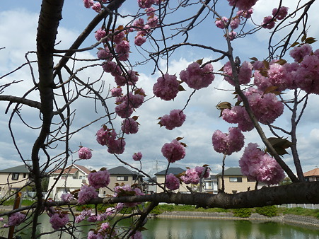 20120421_八重桜 (3)