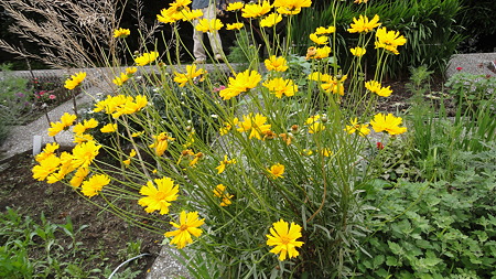 カラーの花