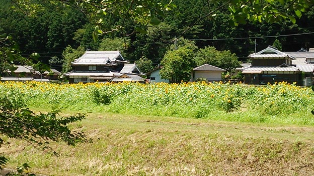 ひまわり柚遊（ゆうゆう）農園