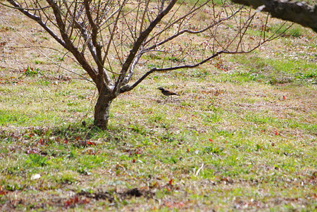 120226豊岡梅園05