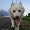 おうちかえる