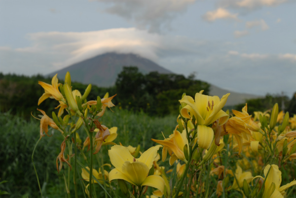 鮮やかな黄色い花と広がる緑と雲が係り気味の富士山