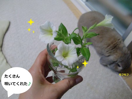 花1