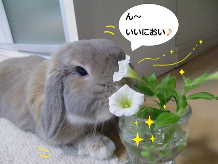 花3