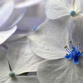 紫陽花の花