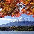 河口湖?・紅葉・富士山（12.11.15）