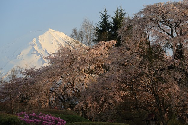 富士山と枝垂れ桜
