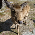 Photos: 2012/03/25 10 鹿