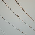 Photos: 田圃脇の電線にとまるショウドウツバメの群れ
