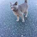 Photos: image萩市、スーパーキヌヤ菊が浜店の灰色猫