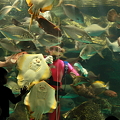 Photos: マリンガールの餌付けショー(2)　　のとじま水族館