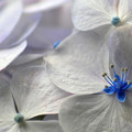 Photos: 紫陽花の花